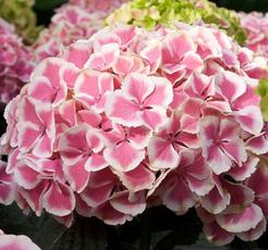 HydrangeamacrophyllaHarlequin