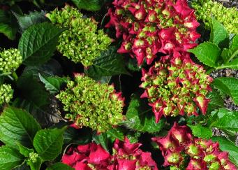 Hydrangea macrophylla 'Royal Red' dieprode bloemen