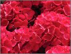 HydrangeamacrophyllaDalianframbozeroodvn