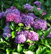 HydrangeamacrophyllaTovelithabitusfoto