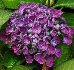 HydrangeamacrophyllaSemperflorensblauwVN