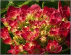 HydrangeamacrophyllaAmsterdam
