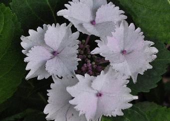 Hortensia en pot