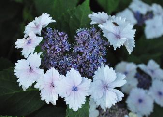 HydrangeamacrophyllaKoriabloemvn