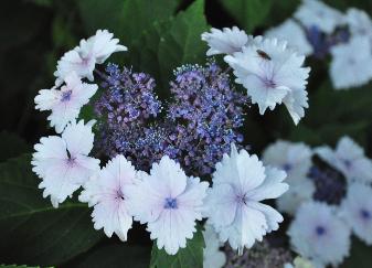 HydrangeamacrophyllaAmsterdam