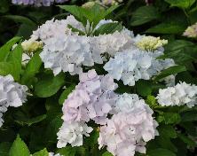 HydrangeamacrophyllaAlaskaVN