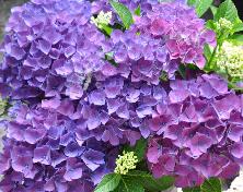 HydrangeamacrophyllaCotedAzur