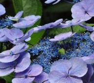 Hydrangea macrophylla 'Blauling'