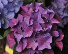 HydrangeamacrophyllaHobergine