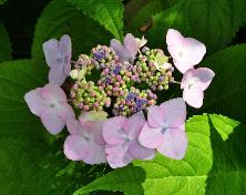 HydrangeamacrophyllaDartsSongbirdopenenfertielebloemvnnn