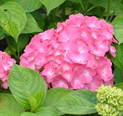 Hydrangea_macrophylla_'Soeur_Thérèse'_bloei_juli-vnnn