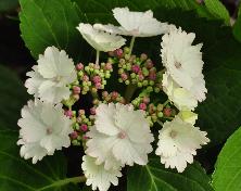 HydrangeamacrophyllaKoriacloseupvnn