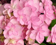 HydrangeamacrophyllaYouMeRomance2