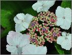 Hydrangea macrophylla Nizza Blauw closeup