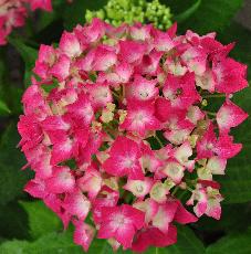 HydrangeamacrophyllaTovelittweejarigeplantvnncloseup