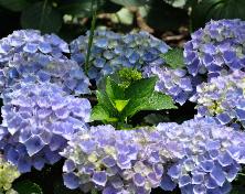 HydrangeamacrophyllaXian1