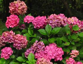 HydrangeamacrophyllaAlpengluhenroodverkleuringherfstvn