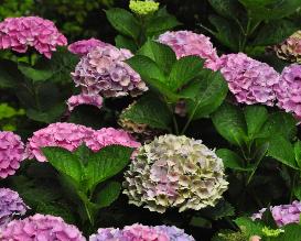 HydrangeamacrophyllaXianautumncoloringstarts