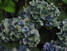 HydrangeamacrophyllaBelaherfstkleur