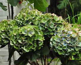 HydrangeamacrophyllaXianherfstverkleuringbloemblauwgroenvn