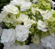 HydrangeamacrophyllaDancingSnow