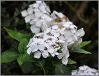 HydrangeamacrophyllaLannarthWhiteclosducoudray2close