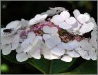 HYDRANGEAMACROPHYLLALIBELLEVNEINDAUG