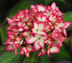 HydrangeamacrophyllaMiraicloseupbloemverynice