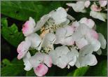 HydrangeamacrophyllaBenxiuitbloei