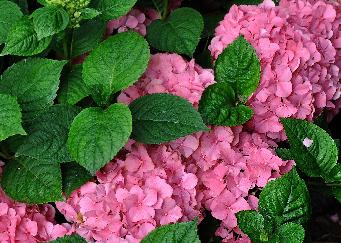 HydrangeamacrophyllaKingGeorgeV