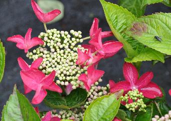 HydrangeamacrophyllaRotschwanz