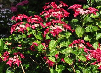 HydrangeamacrophyllaBenxiuitbloei