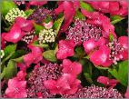 HydrangeamacrophyllaKardinal2