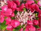 HydrangeamacrophyllaJixi