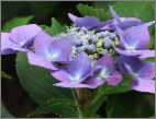 HydrangeamacrophyllaBlueTitsynBlaumeisevn