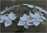 HydrangeamacrophyllaLanarthWhiteCloseupVNN