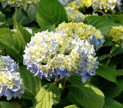 HydrangeamacrophyllaWudu