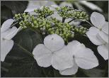 HydrangeamacrophyllaUKcloseupvn