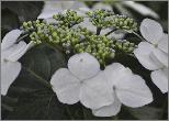 HydrangeamacrophyllaJixi