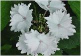 HydrangeamacrophyllaKORIAbloemcloseupvn