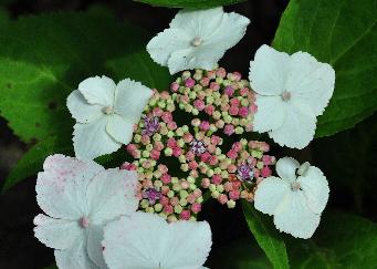Hydrangea x macrophylla 'Tokyo Delight' begin van de uitbloei 2