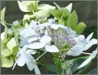 HydrangeamacrophyllaLanarthWhiteuitbloeieindaugustus2011