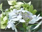 HydrangeamacrophyllaUKcloseupvn