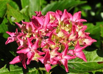 HydrangeamacrophyllaTovelitcloseupflowervnn