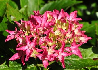 HydrangeamacrophyllaKORIAbloemcloseupvn