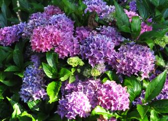 Hydrangea x macrophylla 'Tokyo Delight' begin van de uitbloei 2