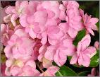 HydrangeamacrophyllaYouMeRomance2