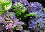 HydrangeamacrophyllaTovelitcloseupflowervnn