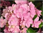 HydrangeamacrophyllaYouMeRomance2