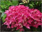 HydrangeamacrophyllaTovelitcloseupbloemvnntuinvanDirkStaels